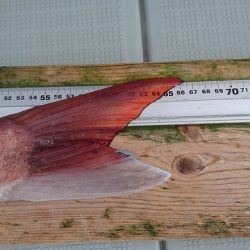 フィッシングボートACE(エース) 釣果