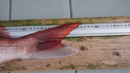 フィッシングボートACE(エース) 釣果