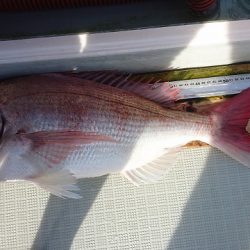 フィッシングボートACE(エース) 釣果