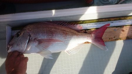 フィッシングボートACE(エース) 釣果