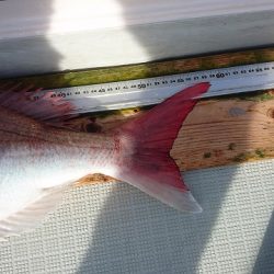 フィッシングボートACE(エース) 釣果