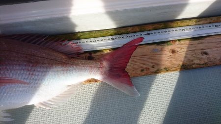 フィッシングボートACE(エース) 釣果