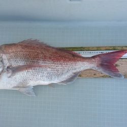 フィッシングボートACE(エース) 釣果