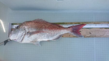 フィッシングボートACE(エース) 釣果