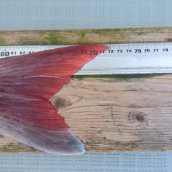 フィッシングボートACE(エース) 釣果