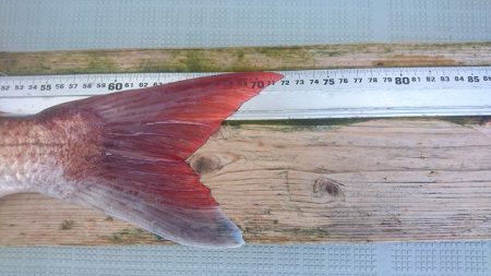 フィッシングボートACE(エース) 釣果