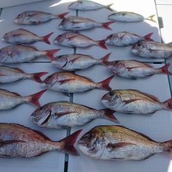 フィッシングボートACE(エース) 釣果