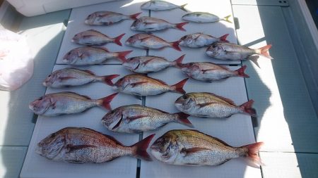 フィッシングボートACE(エース) 釣果