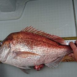 フィッシングボートACE(エース) 釣果