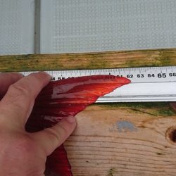 フィッシングボートACE(エース) 釣果