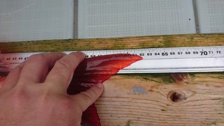 フィッシングボートACE(エース) 釣果