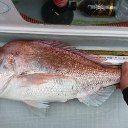 フィッシングボートACE(エース) 釣果