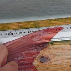 フィッシングボートACE(エース) 釣果