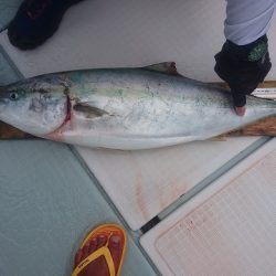 フィッシングボートACE(エース) 釣果