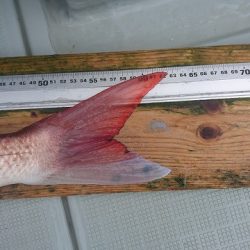 フィッシングボートACE(エース) 釣果