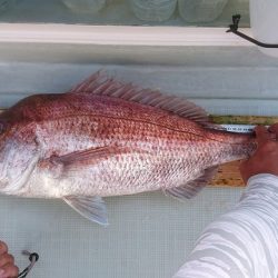 フィッシングボートACE(エース) 釣果