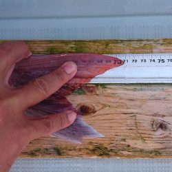 フィッシングボートACE(エース) 釣果