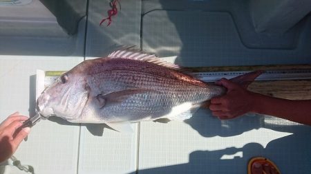 フィッシングボートACE(エース) 釣果