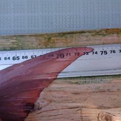 フィッシングボートACE(エース) 釣果