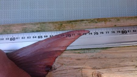 フィッシングボートACE(エース) 釣果