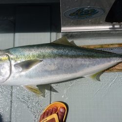 フィッシングボートACE(エース) 釣果