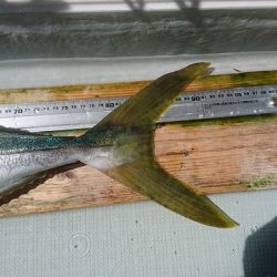 フィッシングボートACE(エース) 釣果