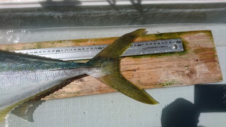 フィッシングボートACE(エース) 釣果