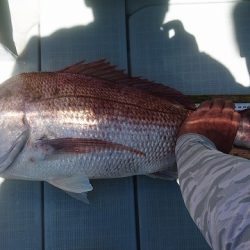 フィッシングボートACE(エース) 釣果