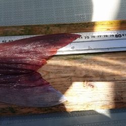 フィッシングボートACE(エース) 釣果