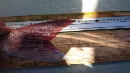 フィッシングボートACE(エース) 釣果