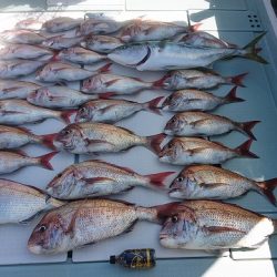 フィッシングボートACE(エース) 釣果