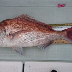 フィッシングボートACE(エース) 釣果