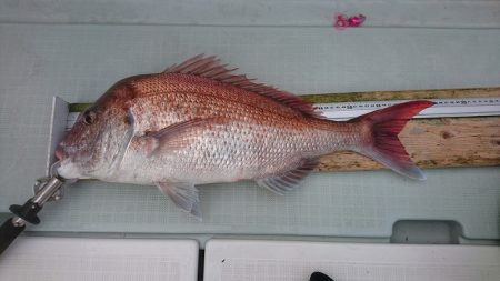 フィッシングボートACE(エース) 釣果