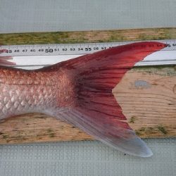 フィッシングボートACE(エース) 釣果