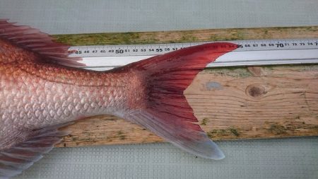 フィッシングボートACE(エース) 釣果