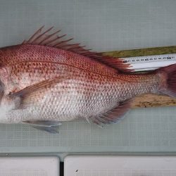 フィッシングボートACE(エース) 釣果