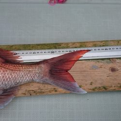 フィッシングボートACE(エース) 釣果