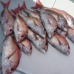 フィッシングボートACE(エース) 釣果