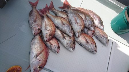 フィッシングボートACE(エース) 釣果