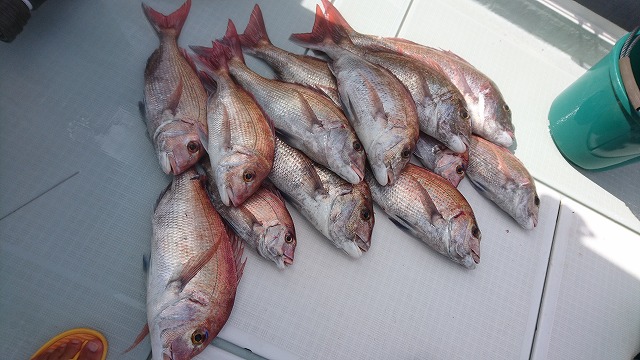 フィッシングボートACE（エース） 釣果