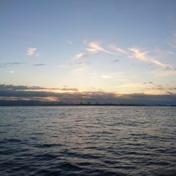 フィッシングボートACE(エース) 釣果