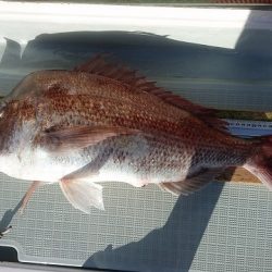 フィッシングボートACE(エース) 釣果