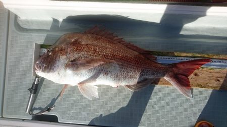 フィッシングボートACE(エース) 釣果