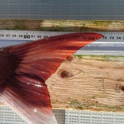 フィッシングボートACE(エース) 釣果