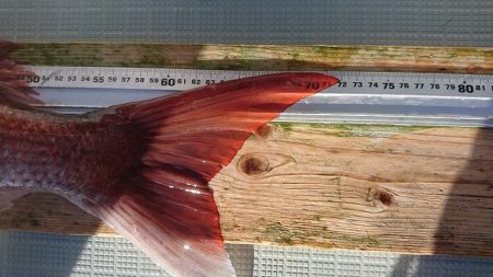 フィッシングボートACE(エース) 釣果