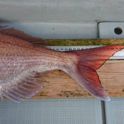 フィッシングボートACE(エース) 釣果