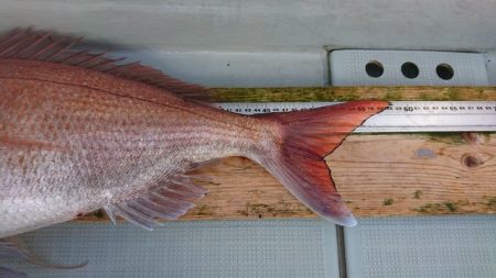 フィッシングボートACE(エース) 釣果