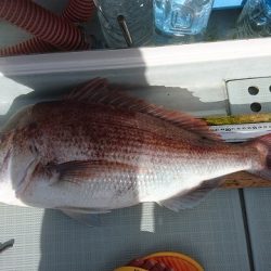 フィッシングボートACE(エース) 釣果