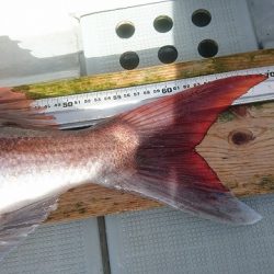 フィッシングボートACE(エース) 釣果