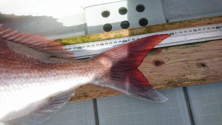 フィッシングボートACE(エース) 釣果